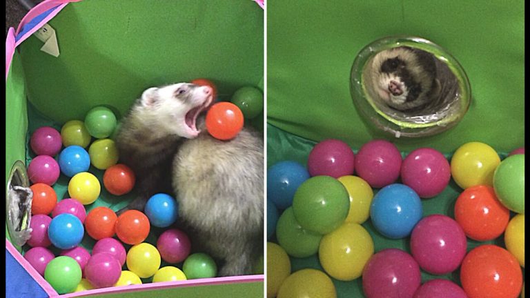 Ferrets have fun in their brand new tunnel toy – Yahoo Entertainment