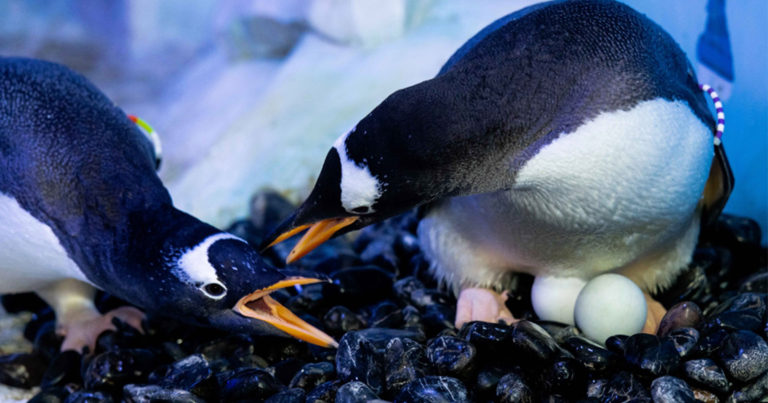 Four gay penguins couple up at London aquarium for mating season – Metro.co.uk