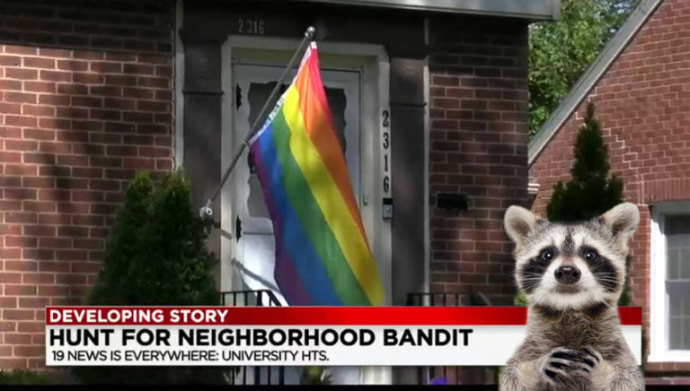 Pro-Gay Raccoon Outed By Nosey Dog After Pride Flag Theft in Ohio (Yes, Really) – pride source.com