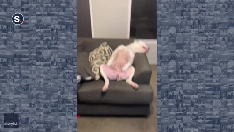 Ruff Day? Pit Bull Relaxes on Sofa in Hilariously Human Way – Yahoo Entertainment